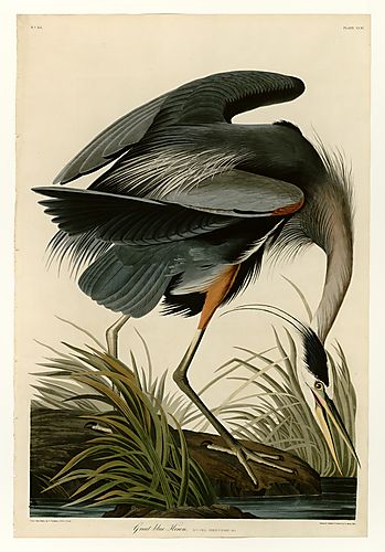Great blue Heron