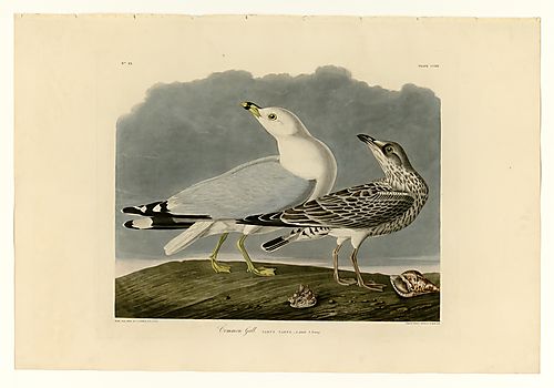 Ring-billed Gull