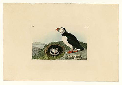Atlantic Puffin