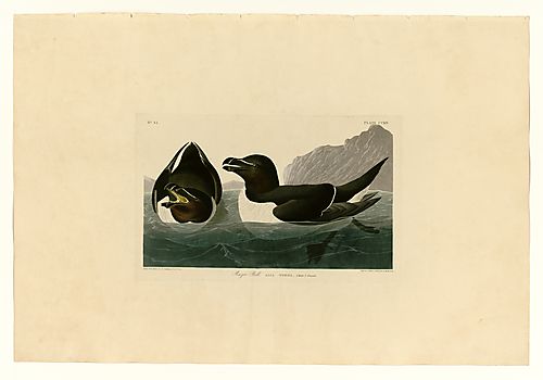 Razor-billed Auk