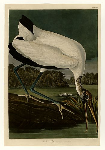Wood Stork