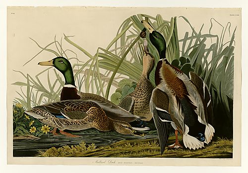 Mallard