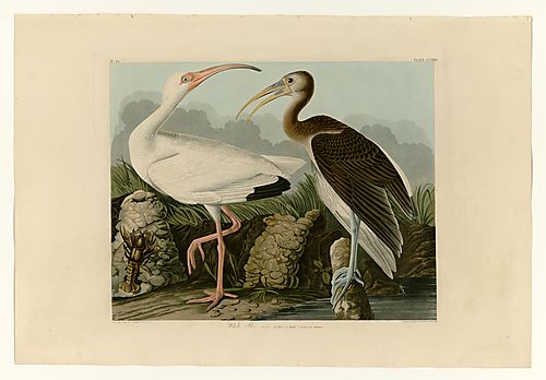 White Ibis