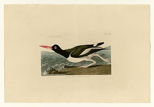 American Oystercatcher