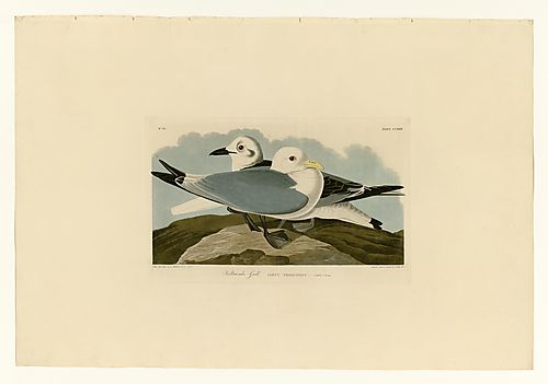 Black-legged Kittiwake