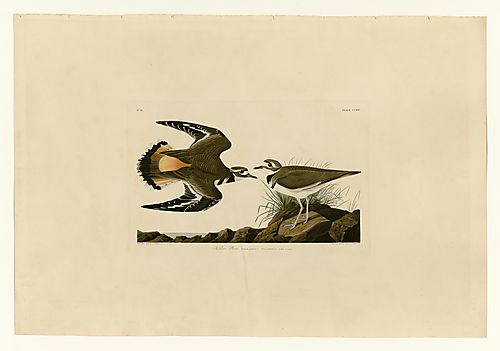 Killdeer