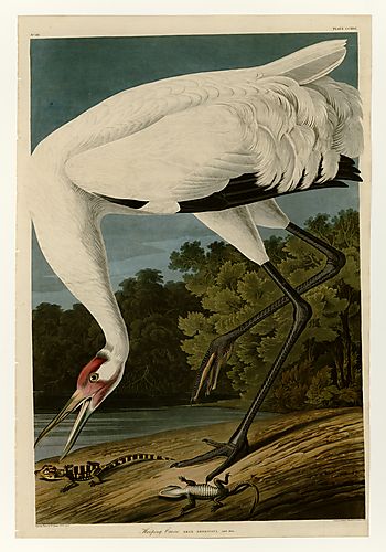 Whooping Crane
