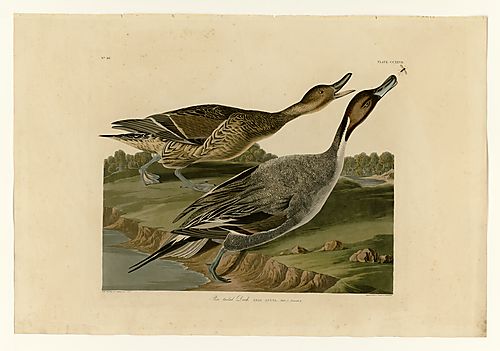 Northern Pintail