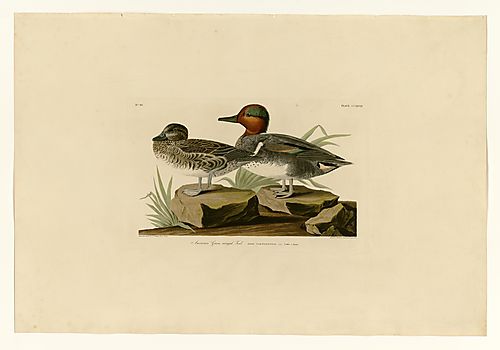 Green-winged Teal