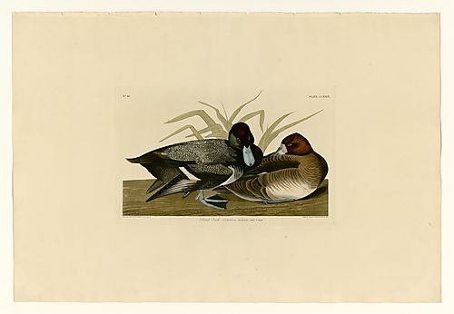 Greater Scaup