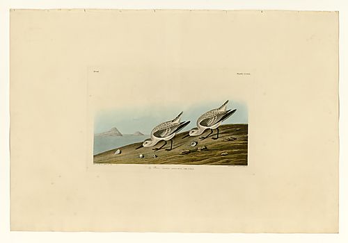 Sanderling