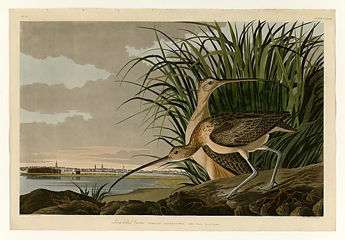 Long-billed Curlew