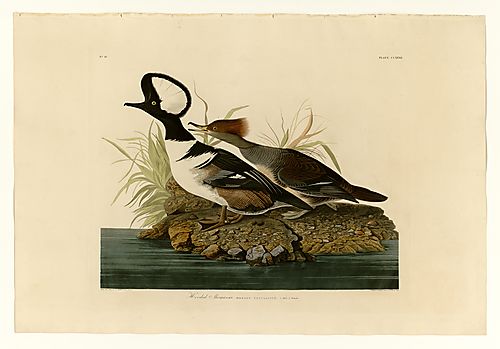 Hooded Merganser