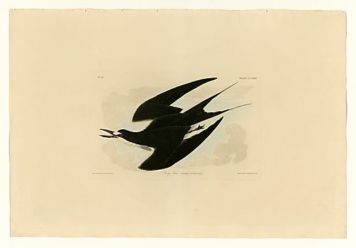 Sooty Tern