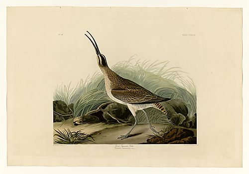 Whimbrel