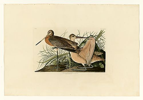 Marbled Godwit