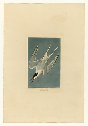 Roseate Tern
