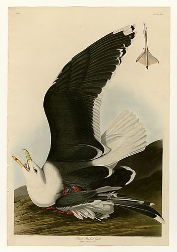 Great Black-backed Gull