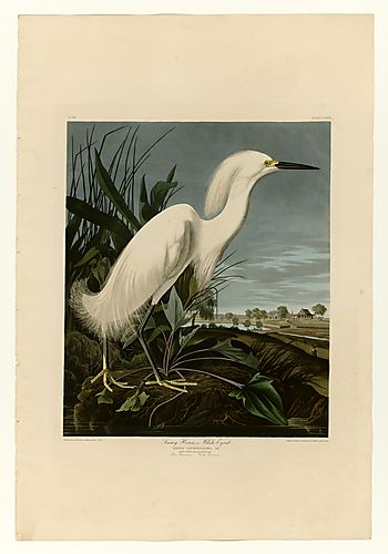 Snowy Egret