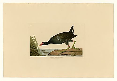 Common Moorhen or Florida Gallinule