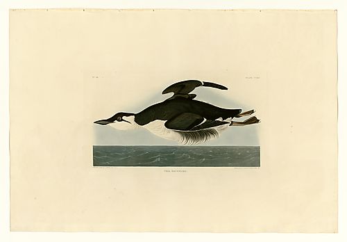 Bruennich's Murre or Bruennich's Guillemot