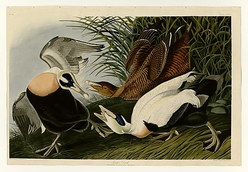 Common Eider