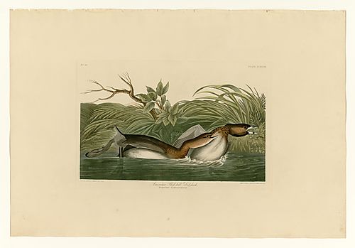 Pied-billed Grebe