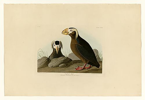 Tufted Puffin