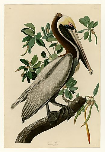 Brown Pelican