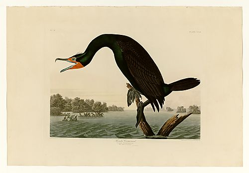 Double-crested Cormorant