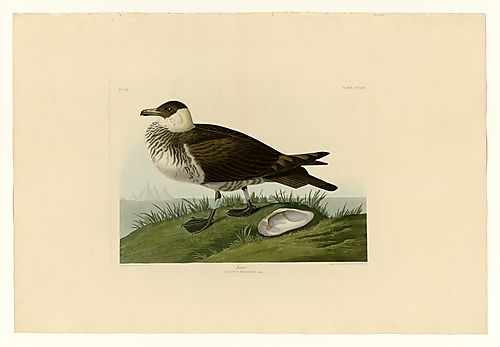 Pomarine Jaeger