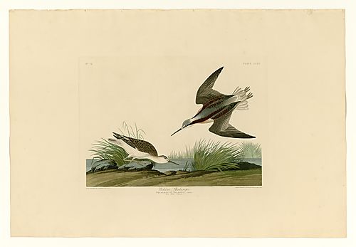 Wilson's Phalarope