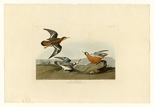 Red Phalarope