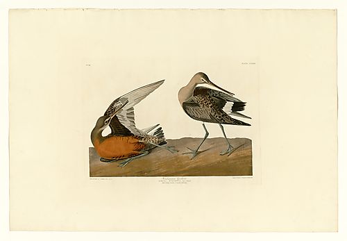 Hudsonian Godwit