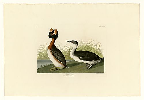 Horned Grebe