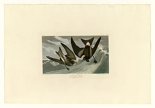 Leach's Storm-Petrel