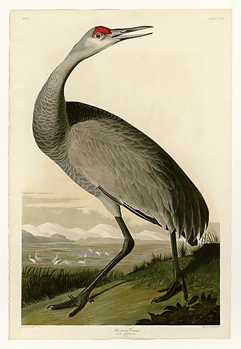 Sandhill Crane