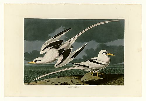 White-tailed Tropicbird or Yellow-billed Tropicbird