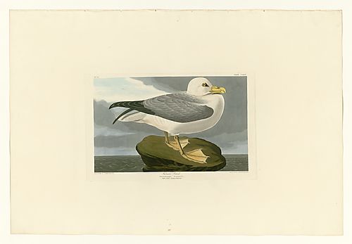 Northern Fulmar