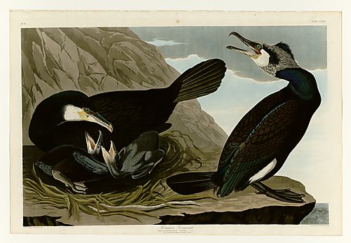 Great Cormorant