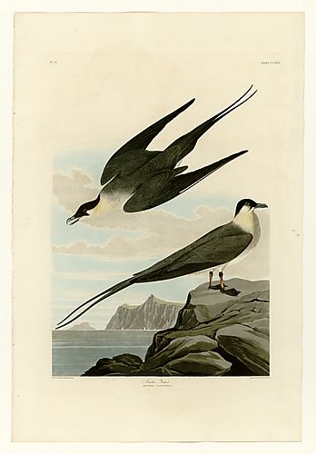Long-tailed Jaeger