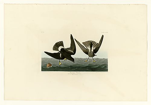 Wilson's Storm-Petrel or Mother Carey's Chickens