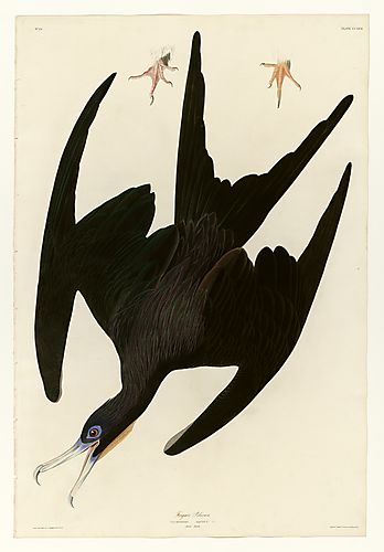 Magnificent Frigatebird or Man O' War Bird