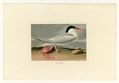 Royal Tern