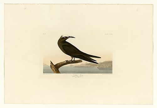 Brown Noddy or Noddy Tern