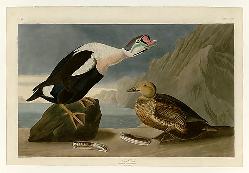 King Eider