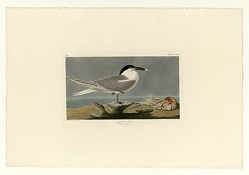 Cabot's Tern