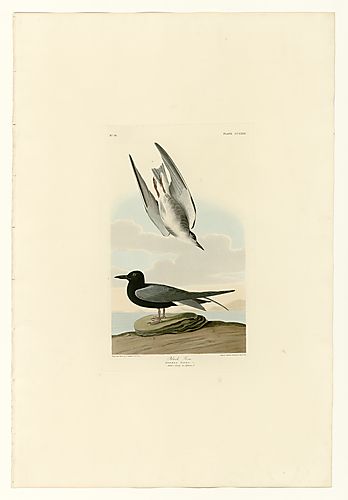 Black Tern