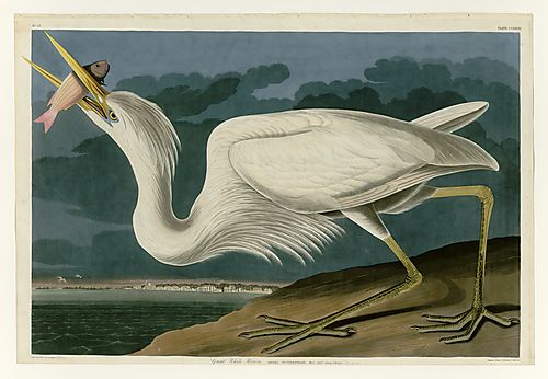 Great Blue Heron