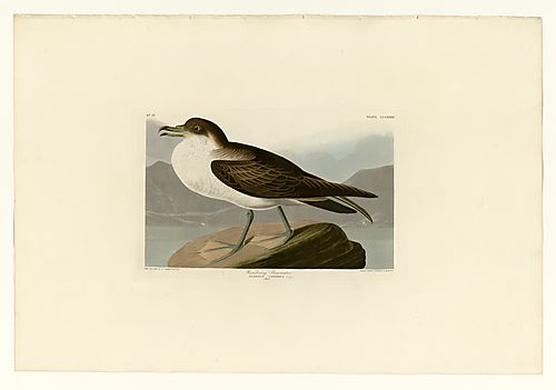 Greater Shearwater